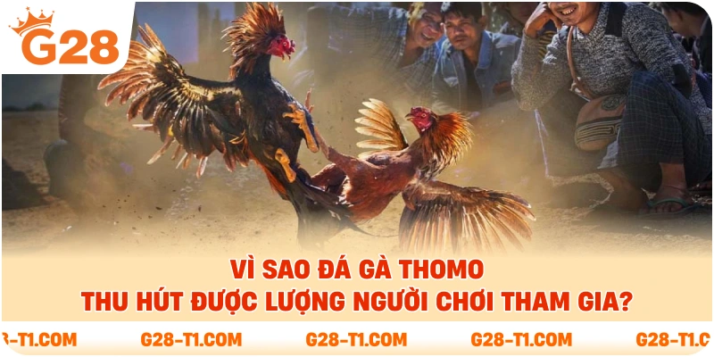 Vì sao đá gà Thomo thu hút được lượng người chơi tham gia?